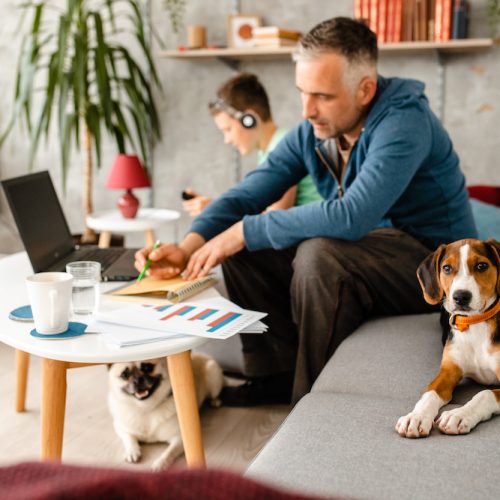 Curious beagle puppy makes company to his owner while he working from home during home isolation